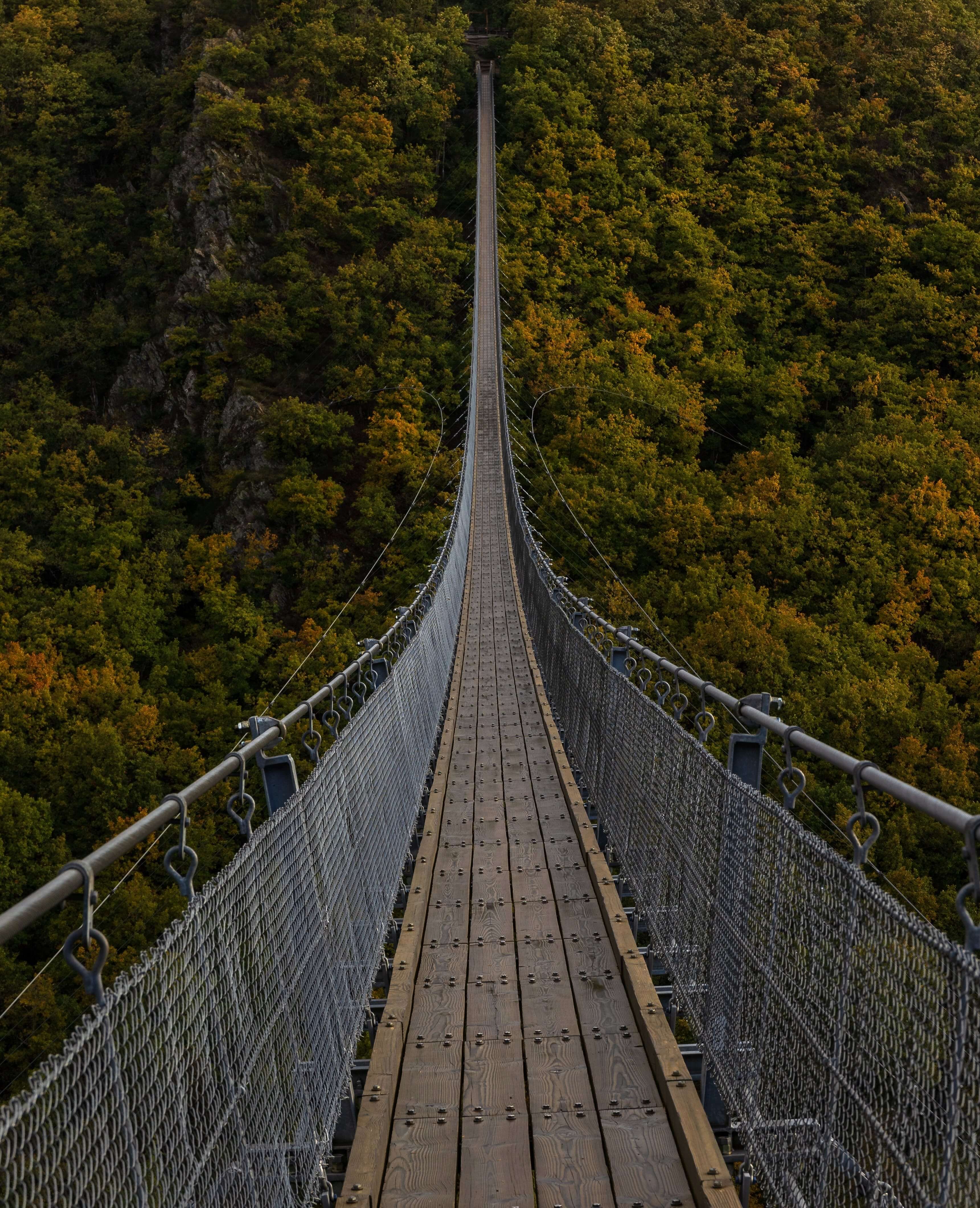 An image of a long bridge over a forest